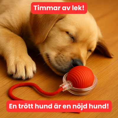 Rull&Riv – Tålig lek. Nöjd hund.