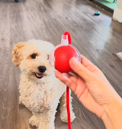 Rull&Riv – Tålig lek. Nöjd hund.